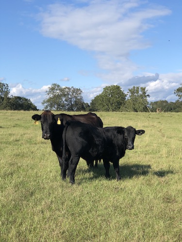 Cow and Calf at Ranch